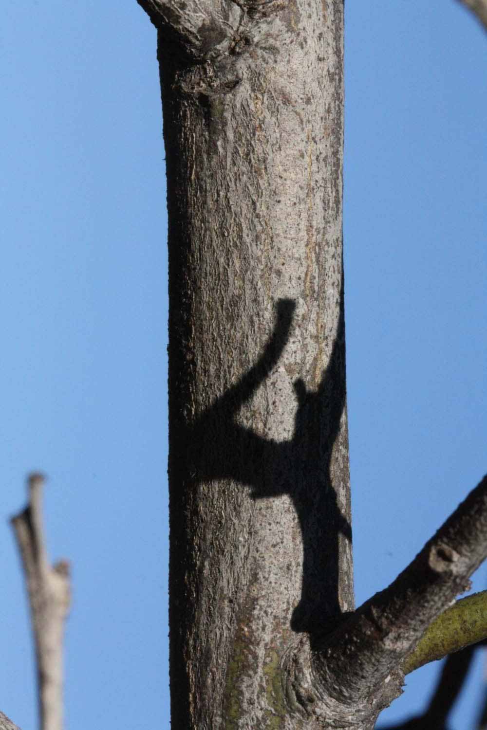              Second - third year twig (Riverside, CA)       